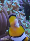 [TodoMarino.com] Amphirion dañado.