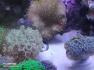 [TodoMarino.com] Duda identificar euphyllia