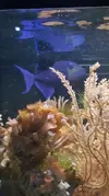 [TodoMarino.com] Vendo Odonus Niger (Madrid) - Madrid