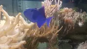 [TodoMarino.com] Vendo Odonus Niger (Madrid) - Madrid