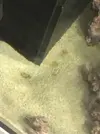 [TodoMarino.com] Mi primer marino Red Sea Reefer 170