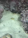 [TodoMarino.com] Mi primer marino Red Sea Reefer 170