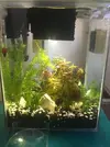 [TodoMarino.com] Gambas Cherry muertas esta semana