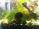 [TodoMarino.com] Gambas Cherry muertas esta semana