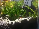 [TodoMarino.com] Gambas Cherry muertas esta semana