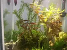 [TodoMarino.com] Gambas Cherry muertas esta semana