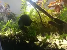 [TodoMarino.com] Gambas Cherry muertas esta semana