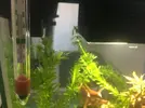 [TodoMarino.com] Gambas Cherry muertas esta semana