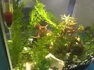 [TodoMarino.com] Gambas Cherry muertas esta semana