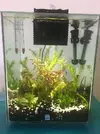 [TodoMarino.com] Gambas Cherry muertas esta semana