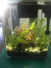 [TodoMarino.com] Gambas Cherry muertas esta semana