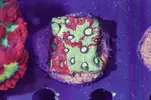 [TodoMarino.com] Nueva Coleccion de Corales