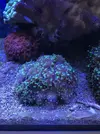 [TodoMarino.com] Euphyllia parancora vendida