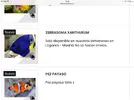[TodoMarino.com] Paracanthurus Hepatus