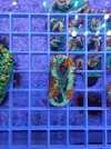 [TodoMarino.com] TRACHYPYLLIA  ULTRA EN CORAL CAVE