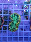 [TodoMarino.com] TRACHYPYLLIA  ULTRA EN CORAL CAVE