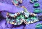 [TodoMarino.com] TRACHYPYLLIA  ULTRA EN CORAL CAVE