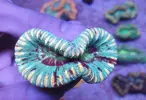 [TodoMarino.com] TRACHYPYLLIA  ULTRA EN CORAL CAVE