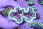 [TodoMarino.com] TRACHYPYLLIA  ULTRA EN CORAL CAVE