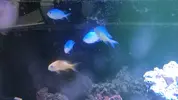 [TodoMarino.com] Vendo peces Hepatus, anthias, ocellaris y chromis - Madrid - La Elipa
