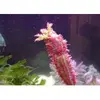 [TodoMarino.com] Vendo/cambio Holothuria Colochirus Crassus Madrid - Madrid Arganzuela