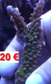 [TodoMarino.com] Venta Esquejes y piezas SPS y Euphylias - Antequera- Málaga