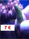 [TodoMarino.com] Venta Esquejes y piezas SPS y Euphylias - Antequera- Málaga