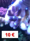 [TodoMarino.com] Venta Esquejes y piezas SPS y Euphylias - Antequera- Málaga