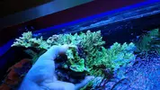 [TodoMarino.com] Acropora XXL - Vigo