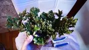 [TodoMarino.com] Acropora XXL - Vigo