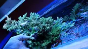 [TodoMarino.com] Acropora XXL - Vigo
