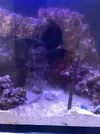 [TodoMarino.com] Mi primer marino Red Sea Reefer 170