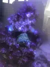 [TodoMarino.com] Mi primer marino Red Sea Reefer 170