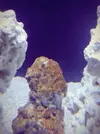 [TodoMarino.com] Alguien sabe identificar este invertebrado?