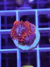 [TodoMarino.com] Miércoles Ultrareef: 20% descuento en Zoanthus.