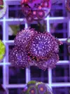 [TodoMarino.com] Miércoles Ultrareef: 20% descuento en Zoanthus.