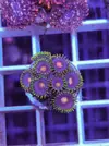 [TodoMarino.com] Miércoles Ultrareef: 20% descuento en Zoanthus.