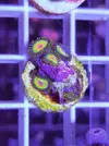 [TodoMarino.com] Miércoles Ultrareef: 20% descuento en Zoanthus.