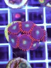 [TodoMarino.com] Miércoles Ultrareef: 20% descuento en Zoanthus.