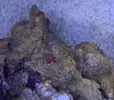 [TodoMarino.com] Alga coralina o coral?