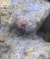 [TodoMarino.com] Alga coralina o coral?