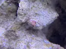 [TodoMarino.com] Alga coralina o coral?