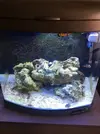 [TodoMarino.com] Algas Nano Reef
