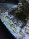 [TodoMarino.com] Algas Nano Reef