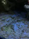 [TodoMarino.com] Algas Nano Reef
