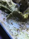 [TodoMarino.com] Algas Nano Reef