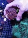 [TodoMarino.com] Miércoles Ultrareef: Sorteo Acanthastrea ±20 Pólipos.