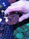 [TodoMarino.com] Miércoles Ultrareef: Sorteo Acanthastrea ±20 Pólipos.