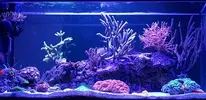 [TodoMarino.com] Miércoles Ultrareef: Sorteo Acanthastrea ±20 Pólipos.