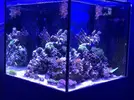 [TodoMarino.com] Miércoles Ultrareef: Sorteo Acanthastrea ±20 Pólipos.